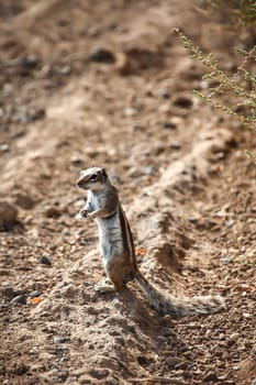 An old squirrel on the island of Fuerteventura.