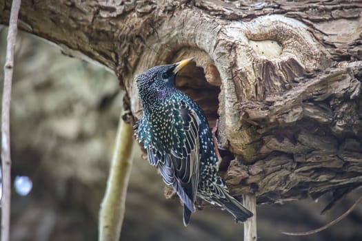 On a tree there is a starling, a songbird.