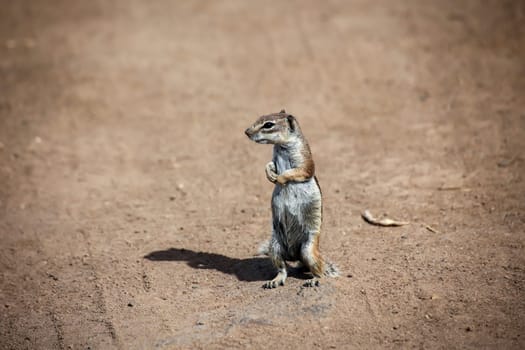 An old squirrel on the island of Fuerteventura.