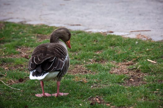 Portrait of a gray goose at a pond.