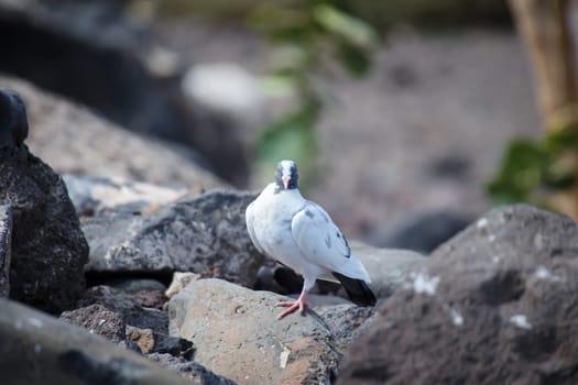 Portrait of a pigeon. It belongs to the group, order of pigeon birds.