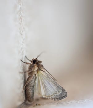 A butterfly on a house wall. They are found on Fuerteventura.