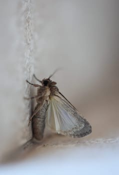 A butterfly on a house wall. They are found on Fuerteventura.