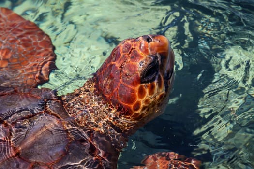 A picture of a protected sea turtle in the water. These turtles need worldwide protection and their habitats.
