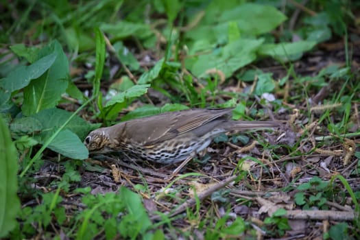 A song thrush, thrush collects worms for their offspring in a meadow.
