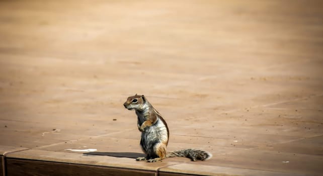 An old squirrel on the island of Fuerteventura.