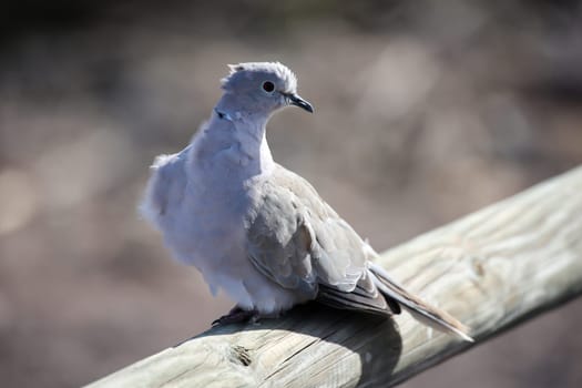 Portrait of a pigeon. It belongs to the group, order of pigeon birds.