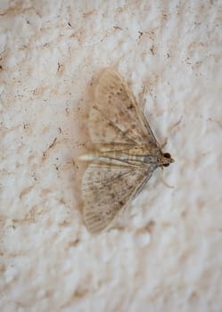 A southeastern red cube bullhead butterfly on a wall.