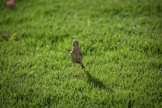 Portrait of a Canary Pipit, Anthus berthelotii, a songbird of stilts and peepers.