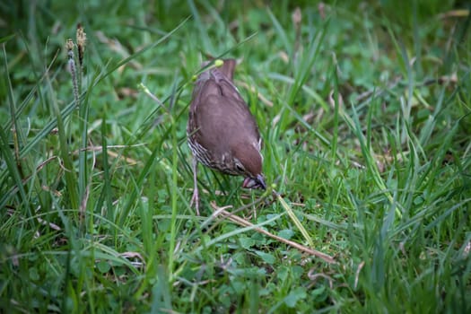 A song thrush, thrush collects worms for their offspring in a meadow.