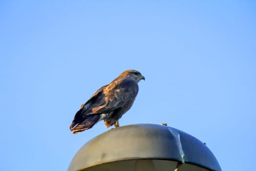 A buzzard on a lantern watches its territory.