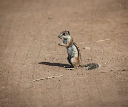 An old squirrel on the island of Fuerteventura.