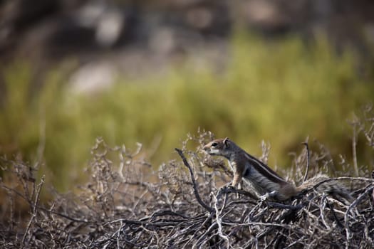 An old squirrel on the island of Fuerteventura.
