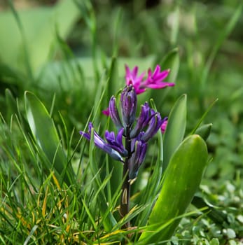 Close-up of opened flower of hyacinth.