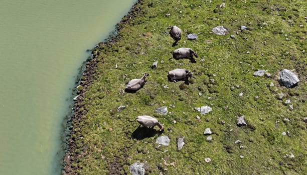 Aerial drone shot of Tyrolean grey cattle in mountain next to lake