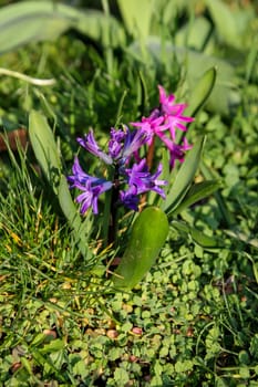 Close-up of opened flower of hyacinth.