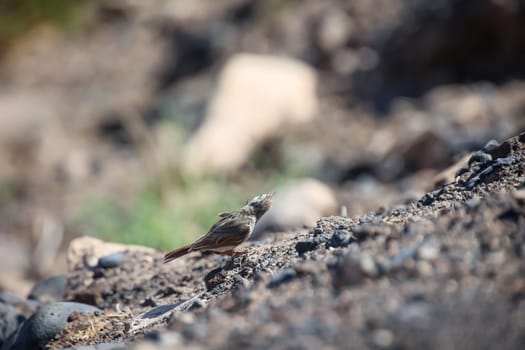 Portrait of a Canary Pipit, Anthus berthelotii, a songbird of stilts and peepers.