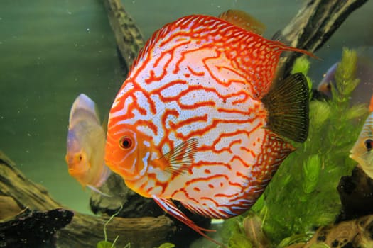 Portrait, close up of discus fish. Discus in aquarium.
