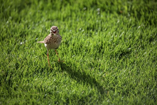 Portrait of a Canary Pipit, Anthus berthelotii, a songbird of stilts and peepers.