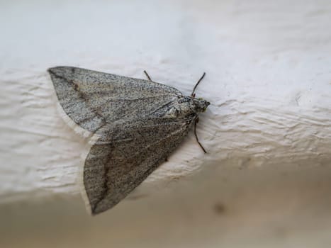 A peeper, a butterfly sits on a white wall.