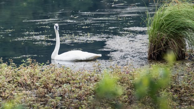 Swimming Trumpeter Swan in the Alaskan Wilderness