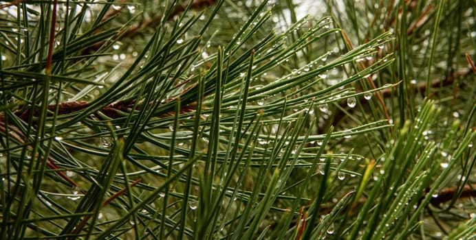 Long Pine needles with water drops.