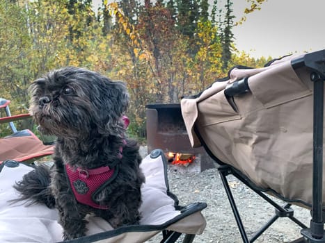 Camping with Small Pets or Dogs