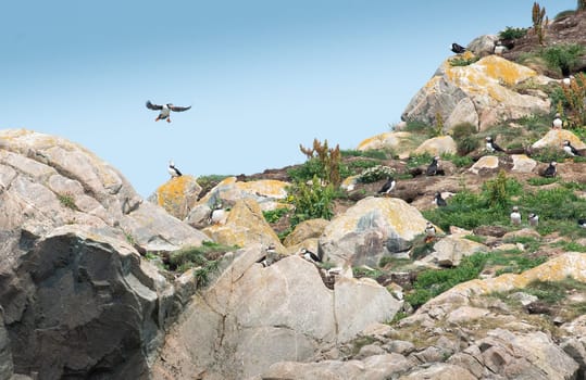 Atlantic Puffin Seabird Colony Newfoundland