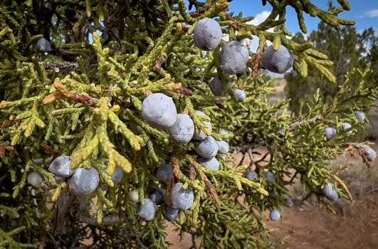 Blue Plump Juniper Berries desert sustenance