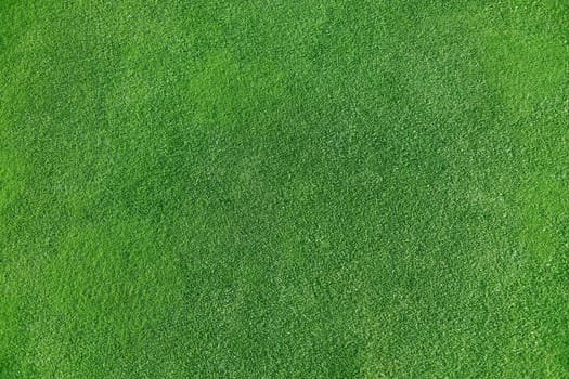 A green English lawn in a football stadium as a background.