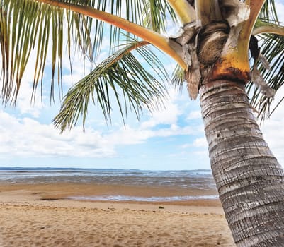 A conceptual image of a palm tree close up and beach. A tropical scene representing calm, peace, tranquility, quietness, romance or daydreaming.