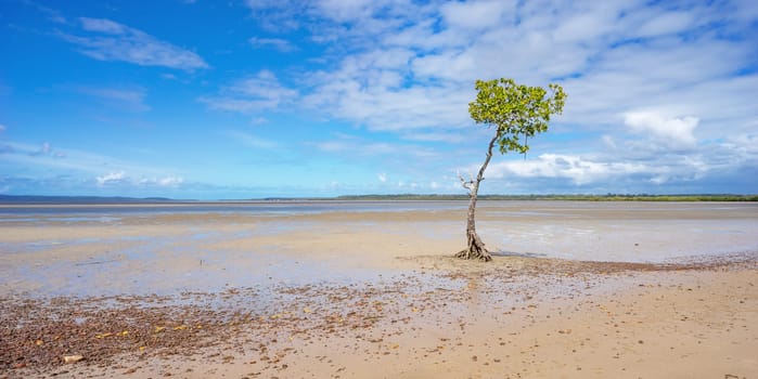 One single mangrove tree growing along the shoreline of the Great Sandy Strait at Poona, Queensland. A sunny day with a blue, cloudy sky and mud flats at low tide.