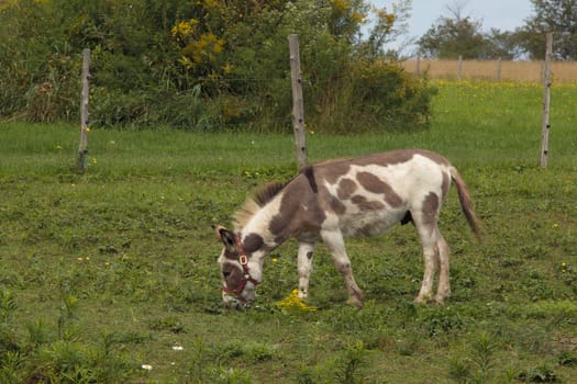 donkey grazing country animal farm small mammal green field countryside meadow