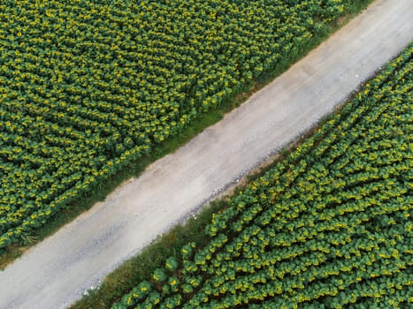 Wonderful panoramic view of gravel road cutting trough field of sunflowers by summertime
