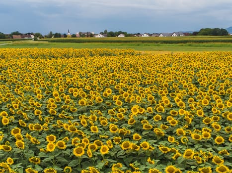 Wonderful panoramic view of field of sunflowers by summertime.