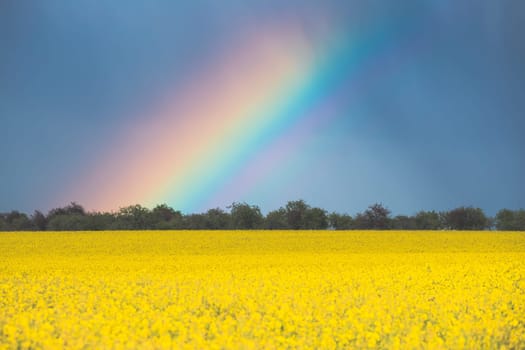 Rainbow Above Rural Landscape With Blossom Of Canola Colza Yellow Flowers. Rapeseed, Oilseed Field Meadow