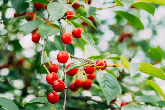 Red Ripe Cherry Berries Prunus subg. Cerasus on tree In Summer Vegetable Garden.