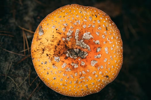 Close Up Of Amanita muscaria, commonly known as the fly agaric or fly amanita In Forest In Belarus.