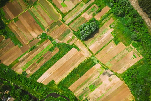 Aerial View Of Vegetable Garden. Potato Plantation At Summer Day. Village Garden Beds.
