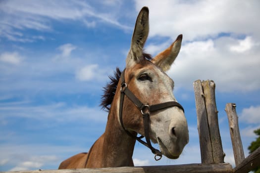 donkey on blue sky clouds wooden fence farm animal portrait big ears wide angle close-up