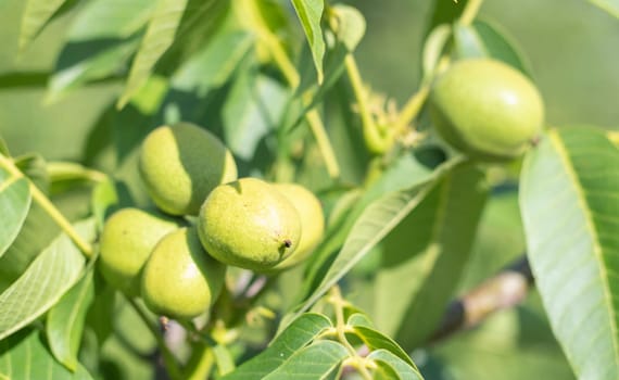 Green young walnuts grow on a tree. Variety Kocherzhenko close-up. The walnut tree grows waiting to be harvested. Green leaves background. Nut fruits on a tree branch in the yellow rays of the sun