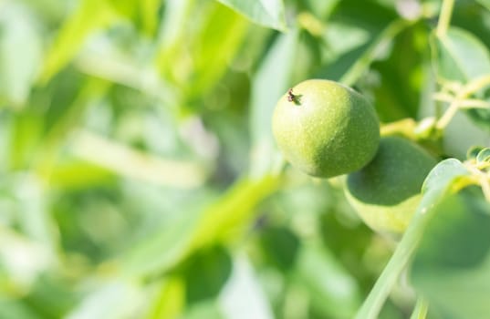 Green young walnuts grow on a tree. Variety Kocherzhenko close-up. The walnut tree grows waiting to be harvested. Green leaves background. Nut fruits on a tree branch in the yellow rays of the sun