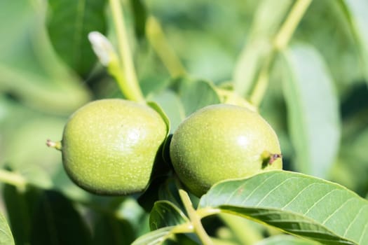 Green young walnuts grow on a tree. Variety Kocherzhenko close-up. The walnut tree grows waiting to be harvested. Green leaves background. Nut fruits on a tree branch in the yellow rays of the sun