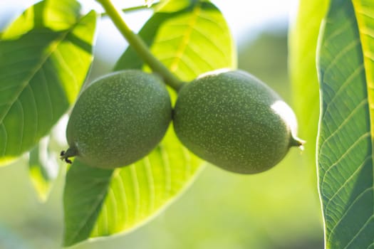 Green young walnuts grow on a tree. Variety Kocherzhenko close-up. The walnut tree grows waiting to be harvested. Green leaves background. Nut fruits on a tree branch in the yellow rays of the sun