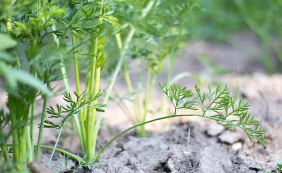 Carrots grow in the beds in the home garden on a summer day. Vegetable green garden. Carrots grow in the garden. Fresh organic product. Young green leaves of a growing carrot