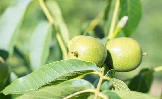 Green young walnuts grow on a tree. Variety Kocherzhenko close-up. The walnut tree grows waiting to be harvested. Green leaves background. Nut fruits on a tree branch in the yellow rays of the sun