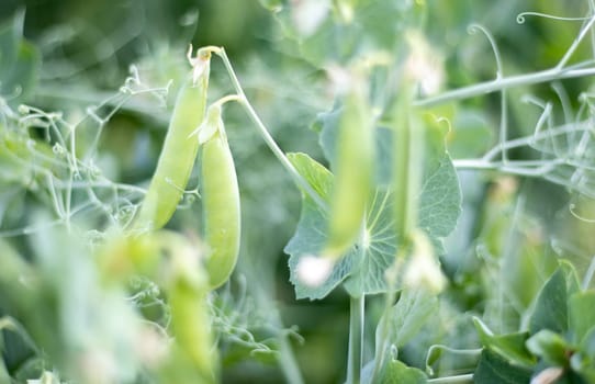 Blurred image of a young pea plant with pods. Sugar peas growing in a summer garden, green leaves, twigs and pods. Organic gardening. Green pea plant in the garden. Natural natural background