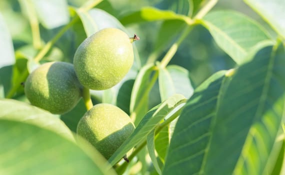 Green young walnuts grow on a tree. Variety Kocherzhenko close-up. The walnut tree grows waiting to be harvested. Green leaves background. Nut fruits on a tree branch in the yellow rays of the sun