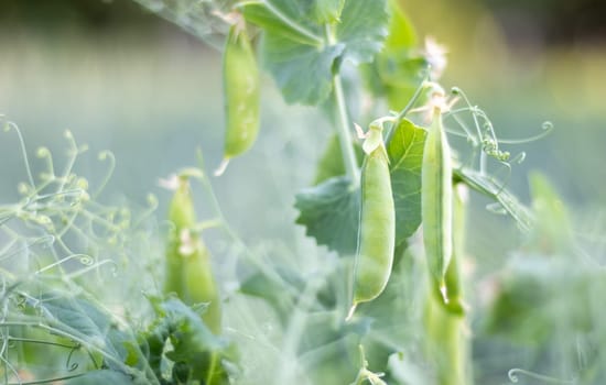 Blurred image of a young pea plant with pods. Sugar peas growing in a summer garden, green leaves, twigs and pods. Organic gardening. Green pea plant in the garden. Natural natural background