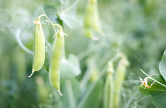 Blurred image of a young pea plant with pods. Sugar peas growing in a summer garden, green leaves, twigs and pods. Organic gardening. Green pea plant in the garden. Natural natural background
